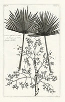 Buchoz Herbier 1783 Lontarus Sylvestris Print - Panteek Antique Prints