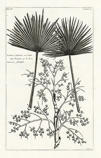 Buchoz Herbier 1783 Lontarus Sylvestris Print - Panteek Antique Prints