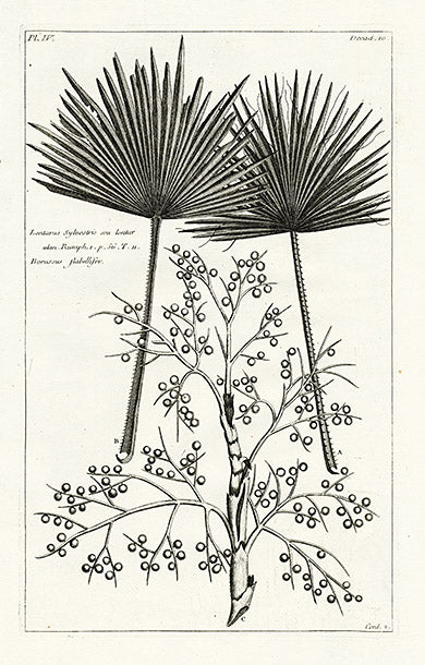 Buchoz Herbier 1783 Lontarus Sylvestris Print