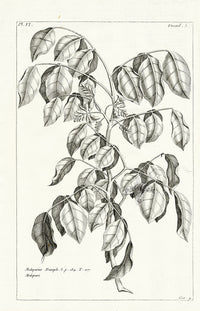 Buchoz Herbier 1783 Malaparius - Panteek Antique Prints