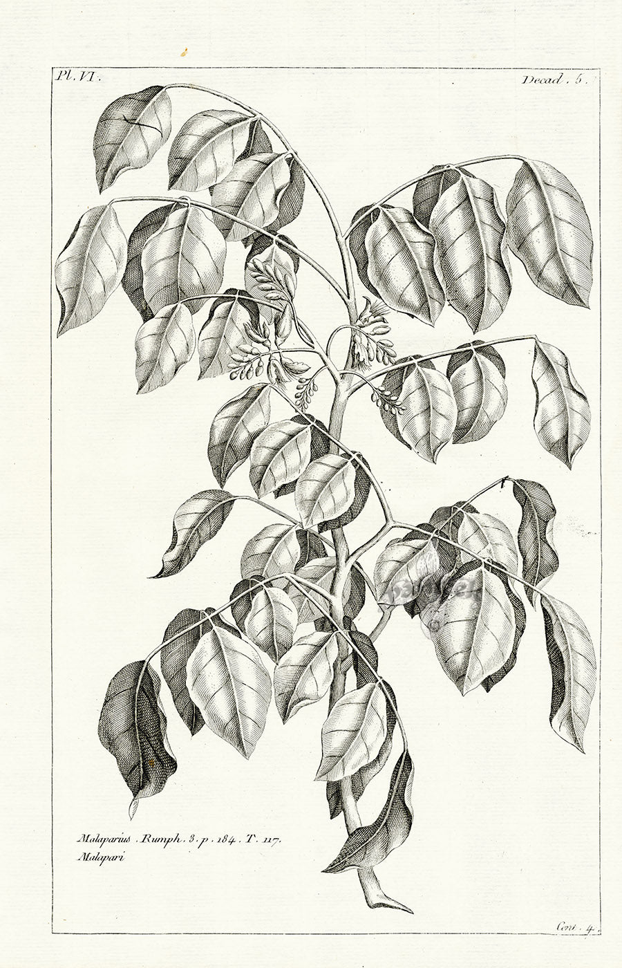 Buchoz Herbier 1783 Malaparius