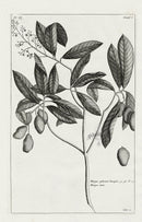 Buchoz Herbier 1783 Manga Sylvestris - Panteek Antique Prints