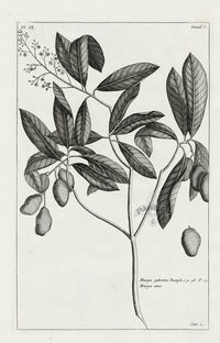 Buchoz Herbier 1783 Manga Sylvestris - Panteek Antique Prints