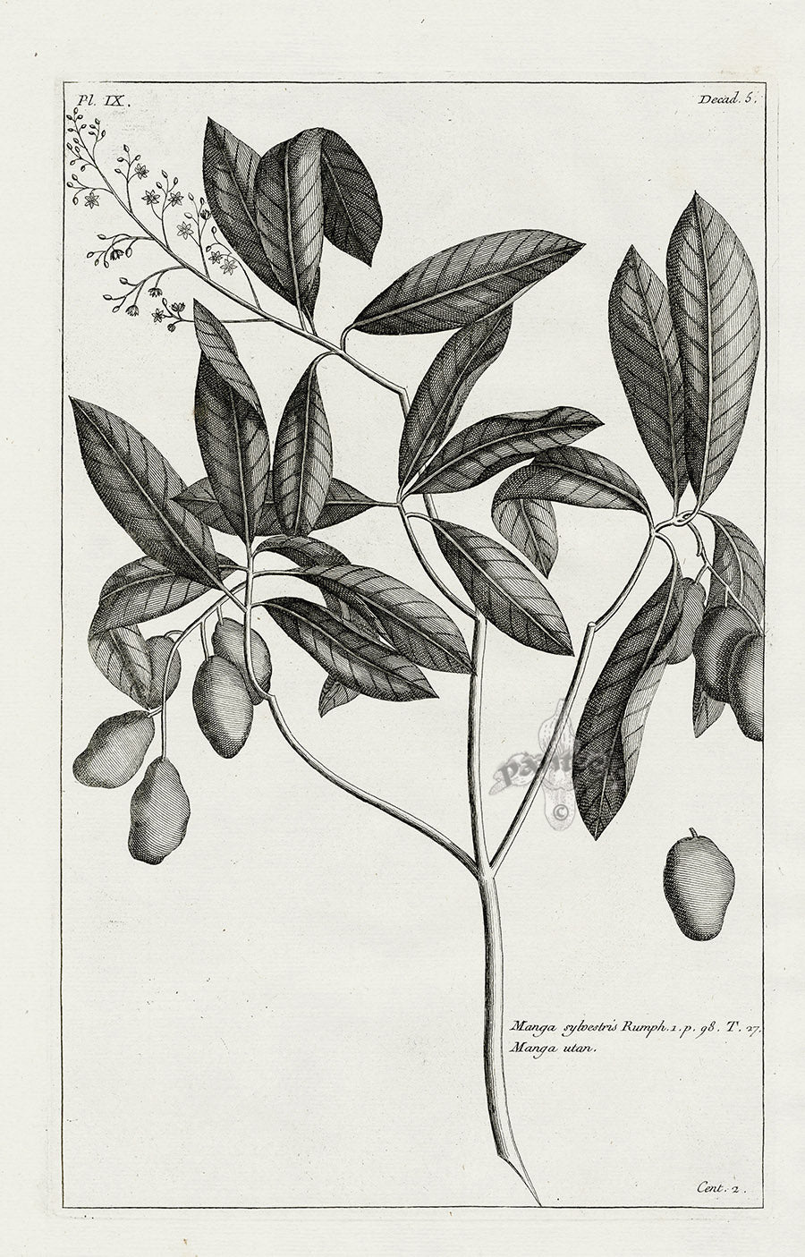 Buchoz Herbier 1783 Manga Sylvestris