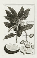 Buchoz Herbier 1783 Mangisera Indica - Panteek Antique Prints