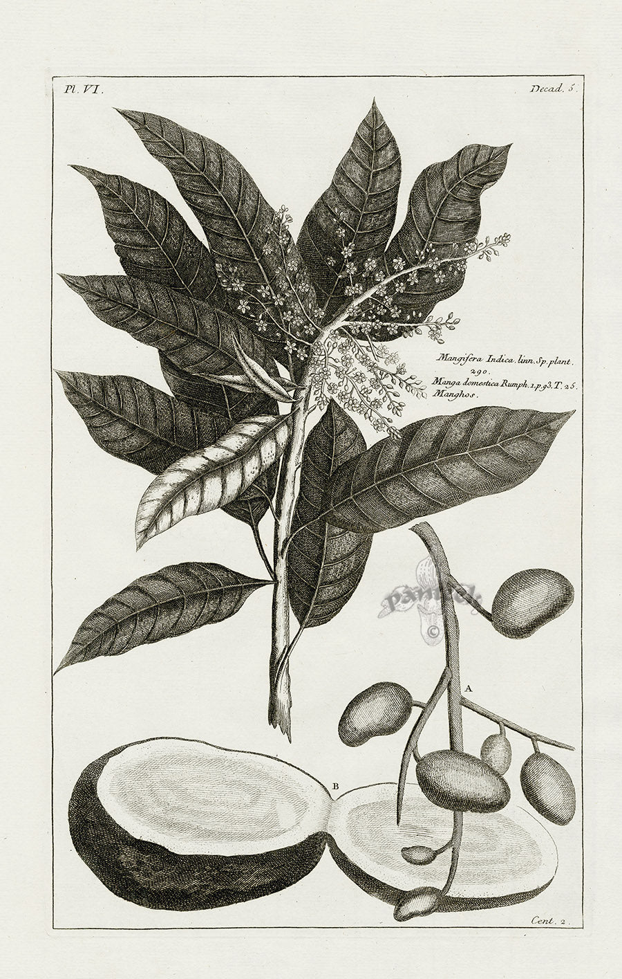 Buchoz Herbier 1783 Mangisera Indica