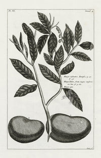 Buchoz Herbier 1783 Mangos - Panteek Antique Prints