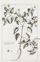 Buchoz Herbier 1783 Mirabilis Jalappa - Panteek Antique Prints