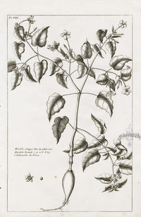 Buchoz Herbier 1783 Mirabilis Jalappa - Panteek Antique Prints