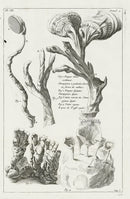 Buchoz Herbier 1783 Mushrooms, Truffles - Panteek Antique Prints