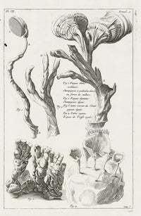 Buchoz Herbier 1783 Mushrooms, Truffles - Panteek Antique Prints