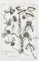 Buchoz Herbier 1783 Nummularia Lactea Major - Panteek Antique Prints