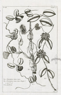 Buchoz Herbier 1783 Nummularia Lactea Major - Panteek Antique Prints