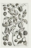 Buchoz Herbier 1783 Nutmeg - Panteek Antique Prints