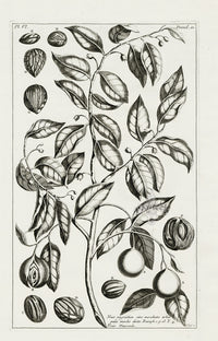 Buchoz Herbier 1783 Nutmeg - Panteek Antique Prints