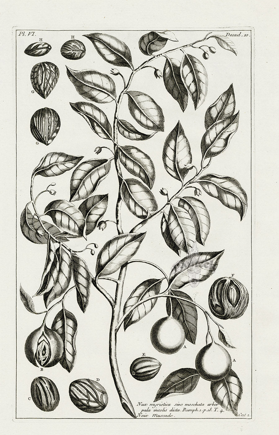 Buchoz Herbier 1783 Nutmeg