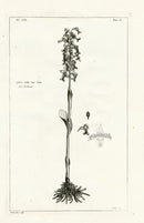 Buchoz Herbier 1783 Ophris Nidus Auis - Panteek Antique Prints