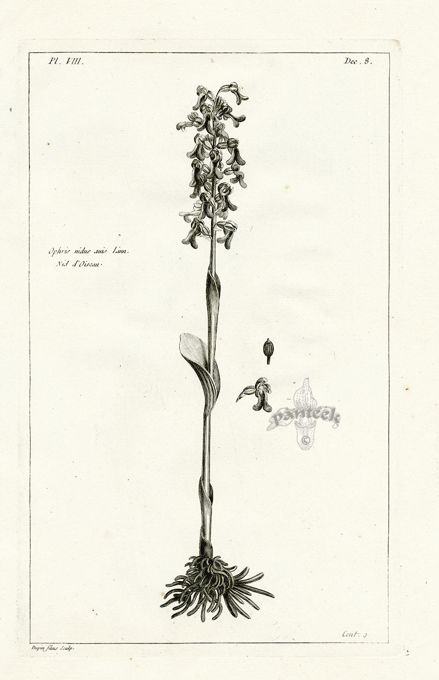 Buchoz Herbier 1783 Ophris Nidus Auis
