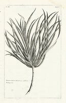 Buchoz Herbier 1783 Pandanus Sylvestris - Panteek Antique Prints