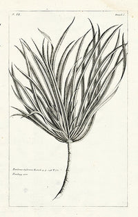 Buchoz Herbier 1783 Pandanus Sylvestris - Panteek Antique Prints