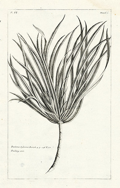 Buchoz Herbier 1783 Pandanus Sylvestris