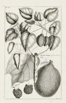 Buchoz Herbier 1783 Pangium, Pangi 304 - Panteek Antique Prints