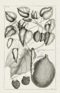 Buchoz Herbier 1783 Pangium, Pangi 304 - Panteek Antique Prints