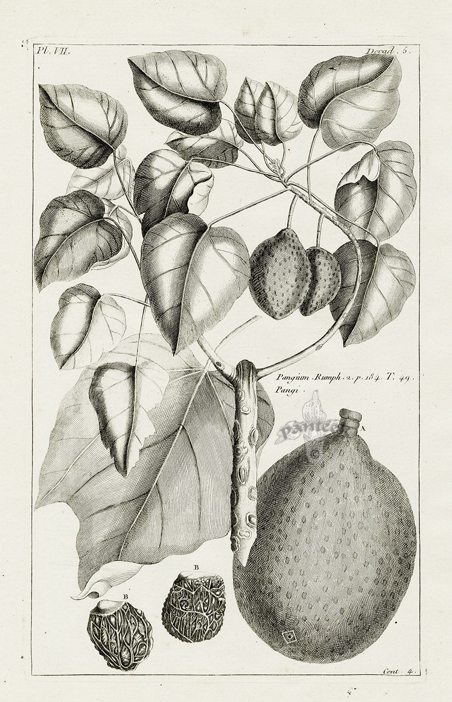 Buchoz Herbier 1783 Pangium, Pangi 304