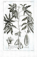 Buchoz Herbier 1783 Pangium, Pangi 502 - Panteek Antique Prints