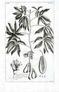 Buchoz Herbier 1783 Pangium, Pangi 502 - Panteek Antique Prints