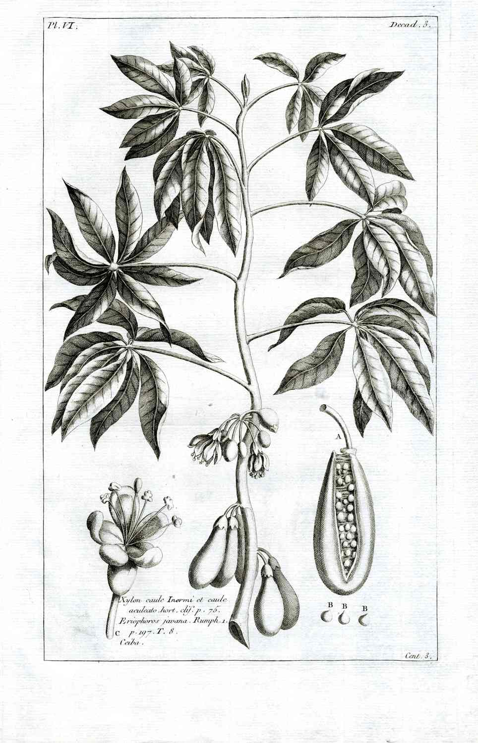 Buchoz Herbier 1783 Pangium, Pangi 502