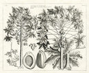Buchoz Herbier 1783 Papaya - Panteek Antique Prints