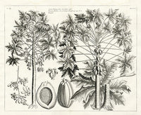Buchoz Herbier 1783 Papaya - Panteek Antique Prints