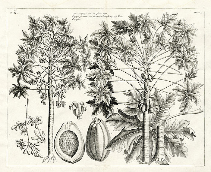 Buchoz Herbier 1783 Papaya