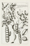 Buchoz Herbier 1783 Parrana major - Panteek Antique Prints