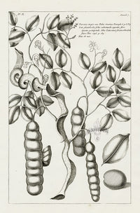 Buchoz Herbier 1783 Parrana major - Panteek Antique Prints