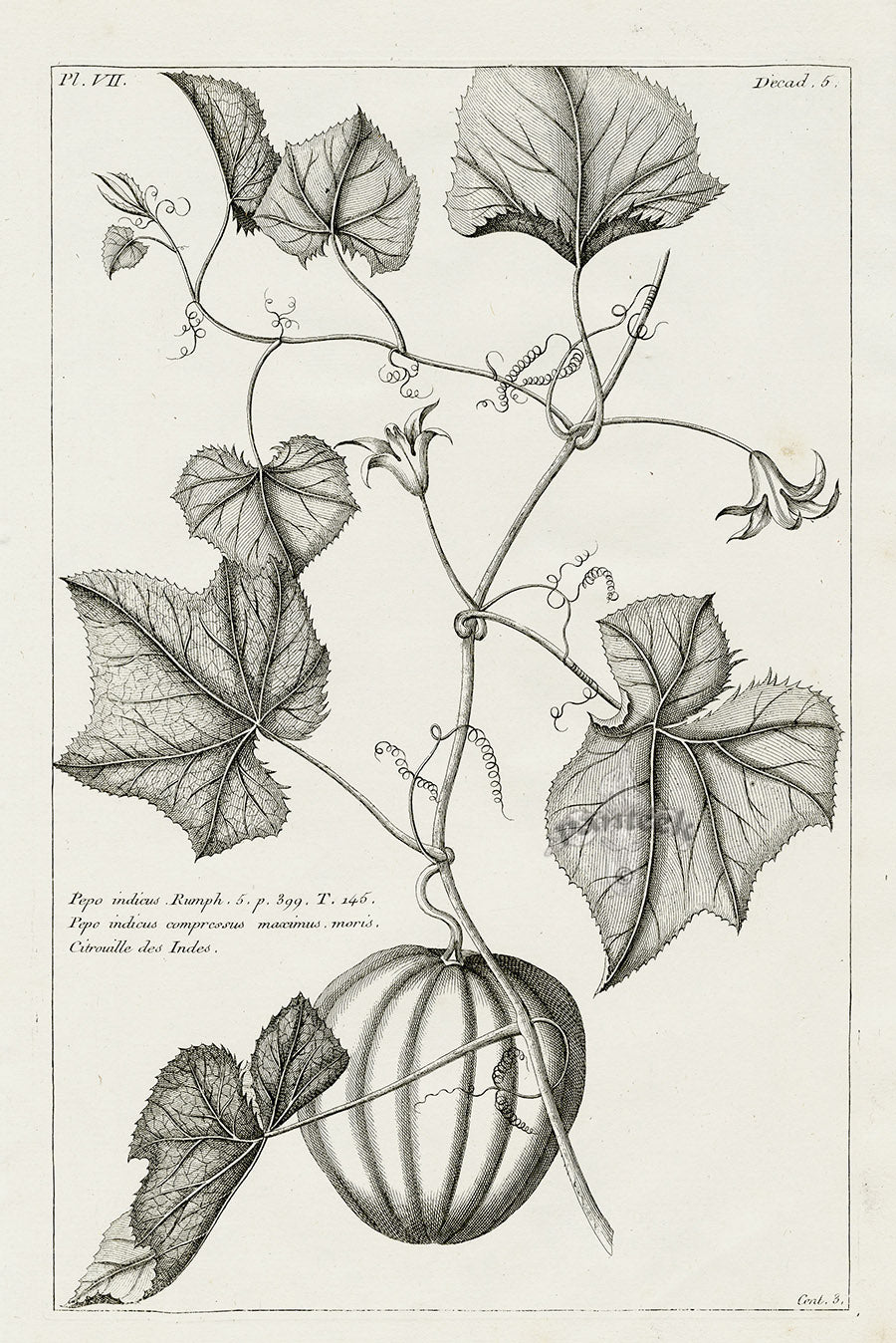 Buchoz Herbier 1783 Pepo Indicus