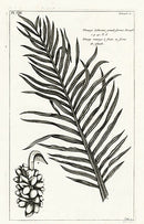 Buchoz Herbier 1783 Pinanga Sylvestris - Panteek Antique Prints