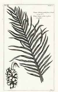 Buchoz Herbier 1783 Pinanga Sylvestris - Panteek Antique Prints