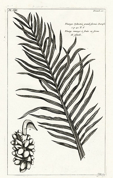 Buchoz Herbier 1783 Pinanga Sylvestris