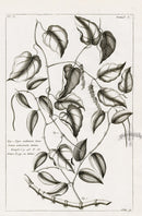 Buchoz Herbier 1783 Piper Malamiris - Panteek Antique Prints
