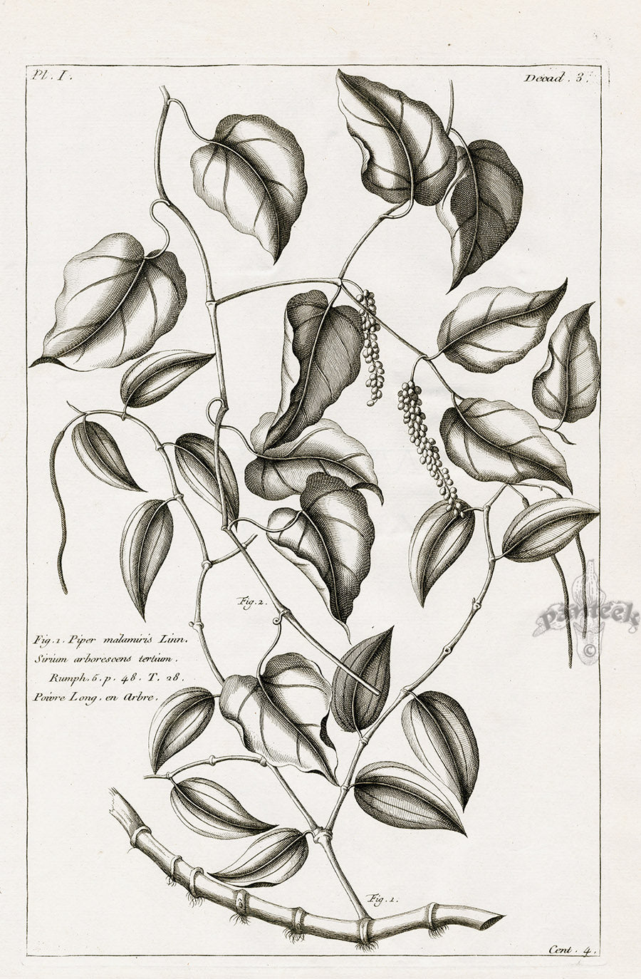 Buchoz Herbier 1783 Piper Malamiris
