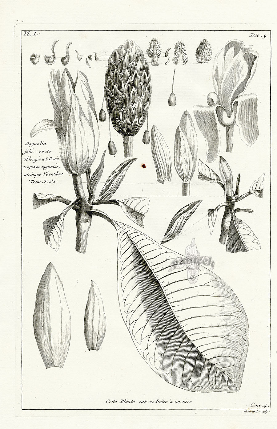 Buchoz Herbier 1783 Plumeria Obtusa 143