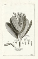 Buchoz Herbier 1783 Plumeria Obtusa 143a - Panteek Antique Prints