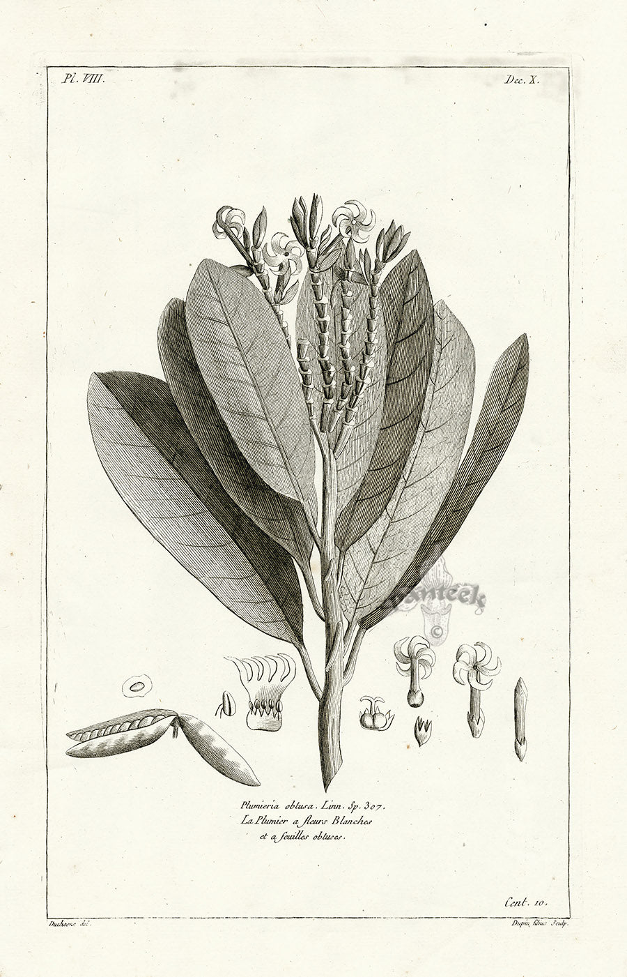 Buchoz Herbier 1783 Plumeria Obtusa 143a