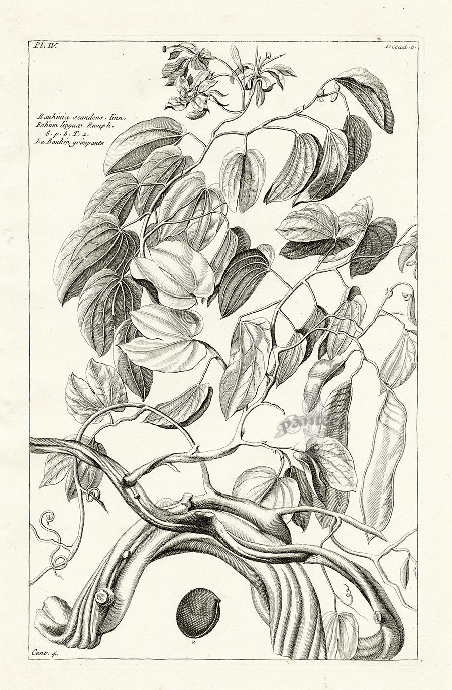 Buchoz Herbier 1783 Print Bauhinia Scandens