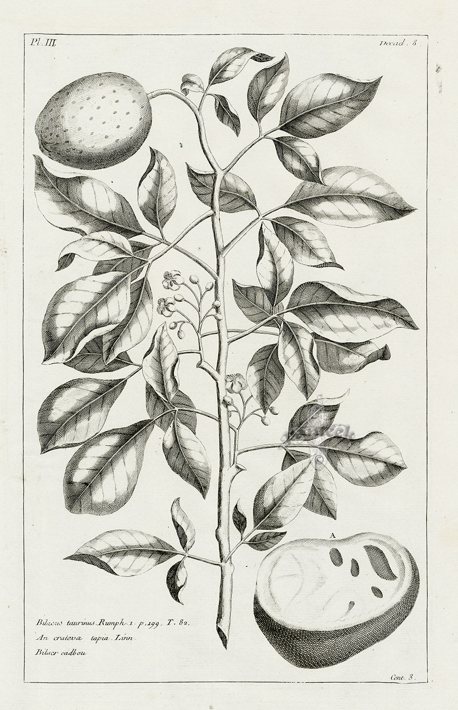 Buchoz Herbier 1783 Print Bilacus Taurinus