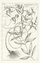 Buchoz Herbier 1783 Print Calamus Rotang 122 - Panteek Antique Prints