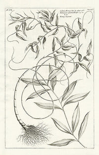 Buchoz Herbier 1783 Print Calamus Rotang 122 - Panteek Antique Prints