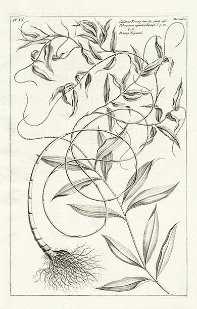 Buchoz Herbier 1783 Print Calamus Rotang 122